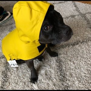 ZARA Dog Sold Out Yellow Rain Coat - Medium